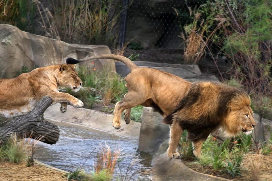 Amsterdam: ARTIS Royal Zoo and ARTIS Groote Museum Ticket - Key highlights to plan around