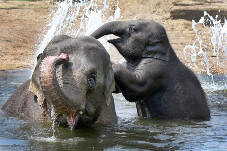Amsterdam: ARTIS Royal Zoo and ARTIS Groote Museum Ticket - Why ARTIS feels different from a typical zoo