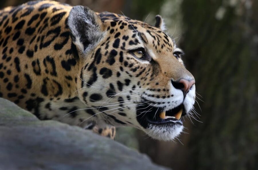 Amsterdam: ARTIS Royal Zoo and ARTIS Groote Museum Ticket - Madagascar at Kerbertterras and the updated animal neighborhoods