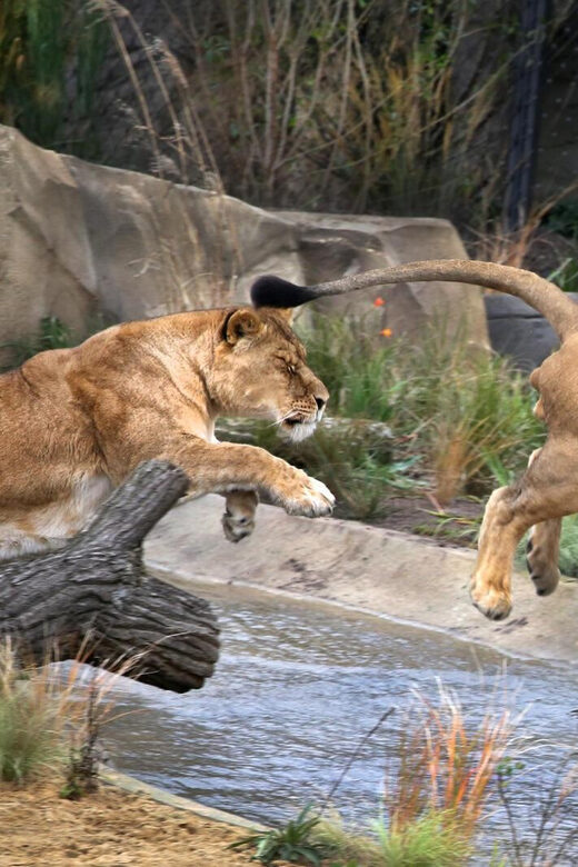 Amsterdam: ARTIS Royal Zoo and ARTIS Groote Museum Ticket - ARTIS Groote Museum: touch, scent, sound, and the feeling of being part of nature