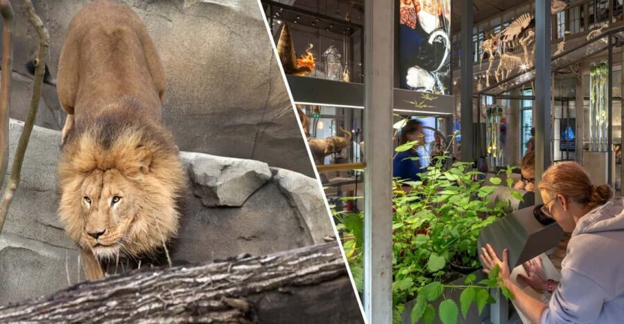Amsterdam: ARTIS Royal Zoo and ARTIS Groote Museum Ticket - Planning Your Day: Museum timing and a smart route