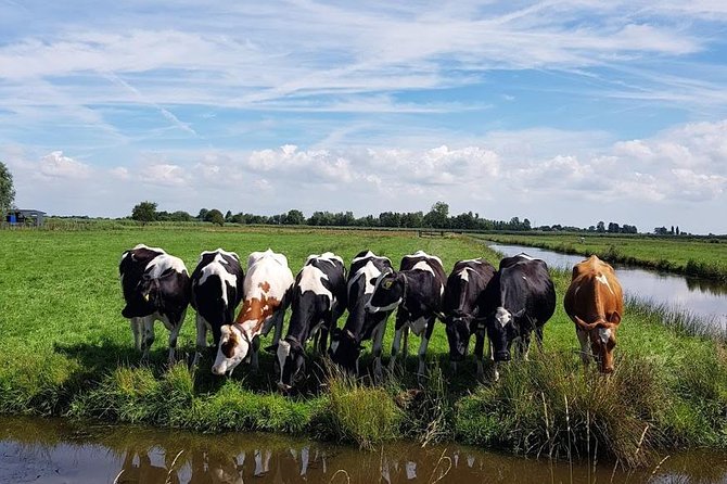 Amsterdam City & Countryside Tour: The Best of both Worlds - The ride details that make the day feel easy