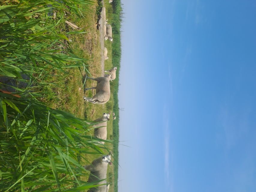 Amsterdam: Countryside Bike and Kayak Guided Tour - Lunch in a Village Church and a Quick Animal Moment