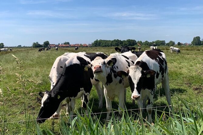 Amsterdam Countryside Bike and Kayak Tour - How the guide keeps a small group moving (and feeling safe)