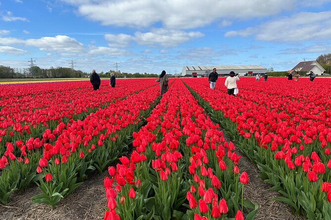 Amsterdam: Day trip to Tulip Farm, Keukenhof + Windmill Cruise - Why this tulip day trip makes sense from Amsterdam