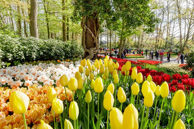 Amsterdam: Half Day Guided Keukenhof Tulip Garden Tour - Key Highlights at a Glance
