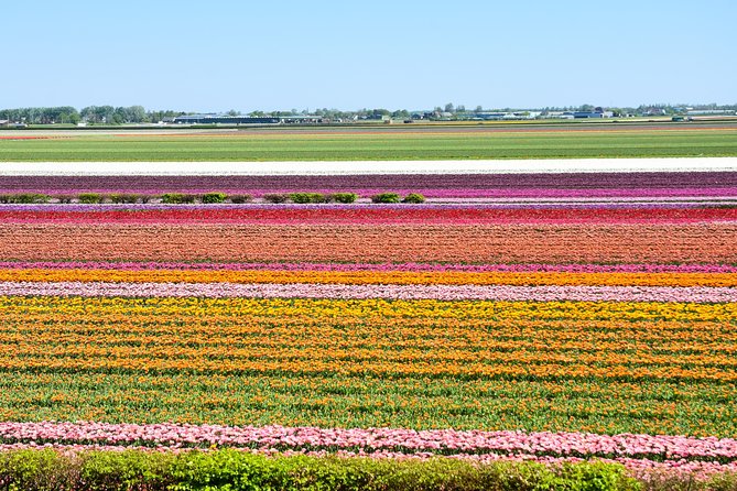 Amsterdam: Half Day Guided Keukenhof Tulip Garden Tour - Keukenhof in Half a Day: what the ticket really buys you