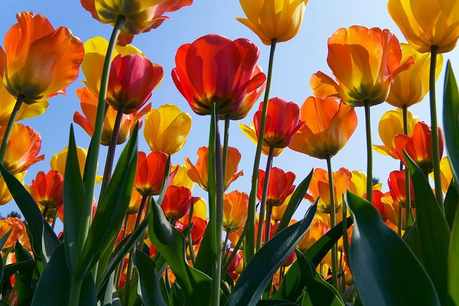 Amsterdam: Half Day Guided Keukenhof Tulip Garden Tour - Crowd reality: how to make your 3.5-hour guided visit feel roomy