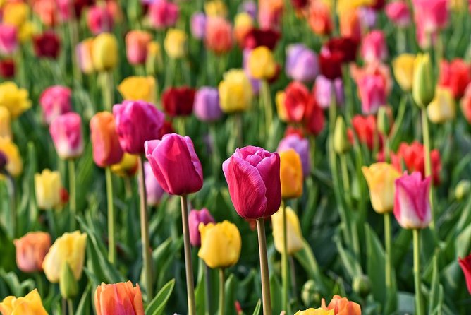 Amsterdam: Half Day Guided Keukenhof Tulip Garden Tour - When the route includes Zaanse Schans: windmills, clog-cheese demos, and shop-heavy time