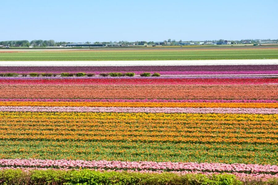 Amsterdam: Keukenhof and Zaanse Schans Live Guided Day Tour - Price and value: what $71 buys you (and why it can be cheaper than DIY)