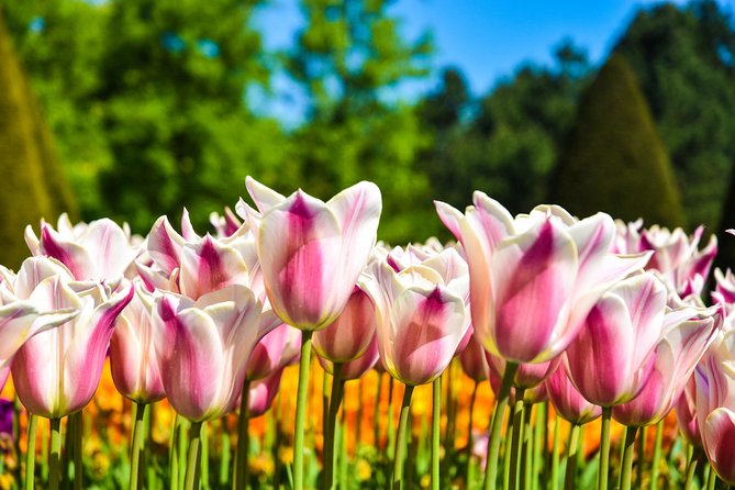 Amsterdam: Keukenhof and Zaanse Schans Windmills Guided Day Trip - Clogs and wooden crafts: watching hands work is the best souvenir