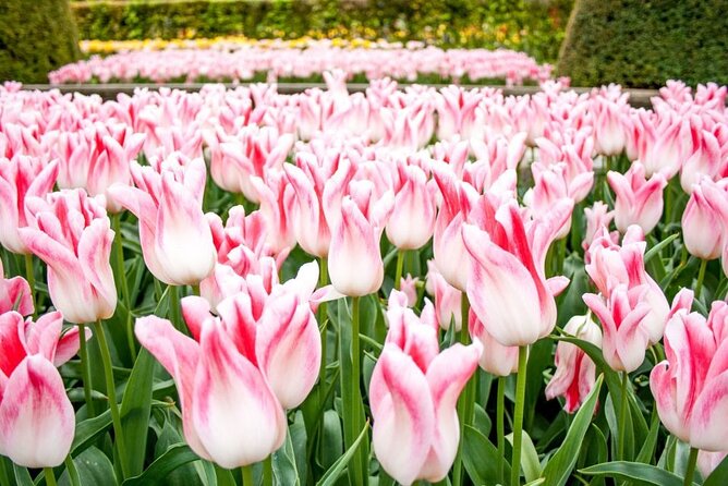 Amsterdam: Keukenhof Entry & Shuttle Bus with Flexible Return - Who This Tour Suits Best (and Who Might Want Something Else)
