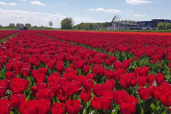 Amsterdam : Keukenhof FlowerFarm Privatetour Skip-The-Line ticket - Key moments that make this tour worth it