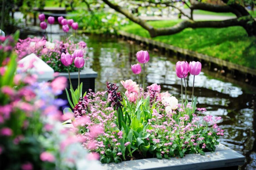 Amsterdam: Keukenhof Gardens Guided Tour Spanish and English - The Oranje pavilion circuit: Dutch royal names that organize your route