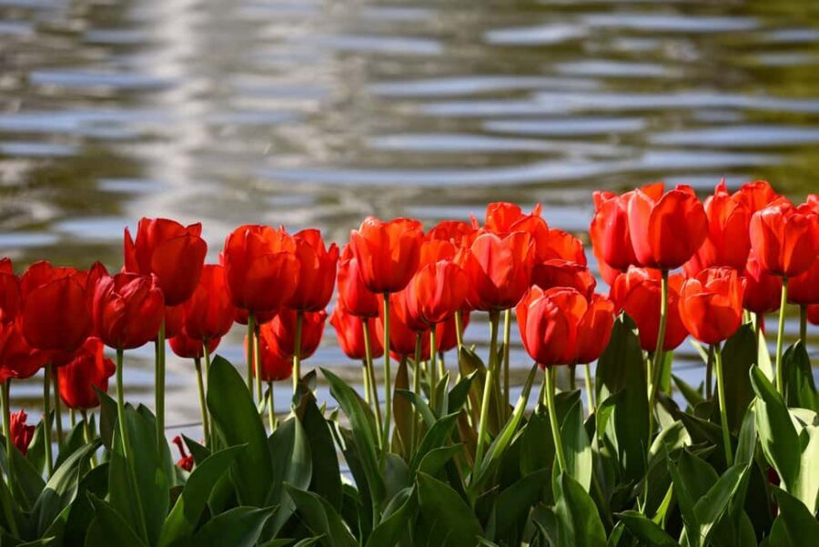 Amsterdam: Keukenhof Gardens Guided Tour Spanish and English - Logistics that matter: meeting points, drop-offs, and staying on schedule