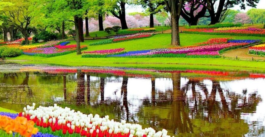 Amsterdam: Keukenhof Gardens Private Sightseeing Tour - 6 Things That Make This Keukenhof Tour Feel Worth It