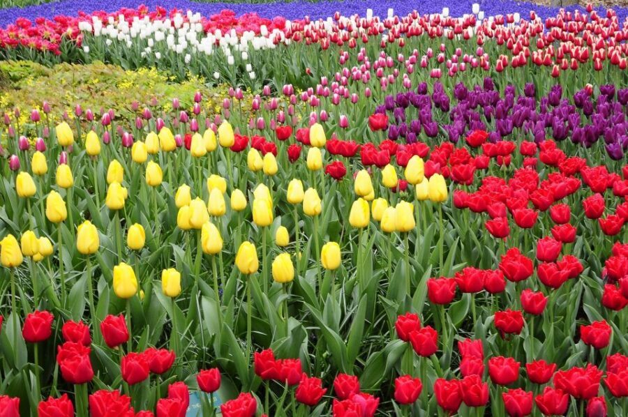 Amsterdam: Keukenhof Gardens Private Sightseeing Tour - Keukenhof in 4 Hours: How to Plan Your Time