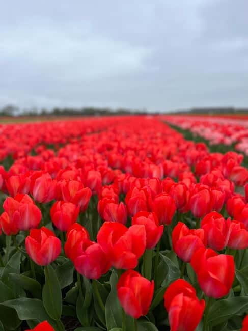 Amsterdam: Private Keukenhof and Free Tulip Tour - Private Pickup in South Holland: the Easiest Way to Start
