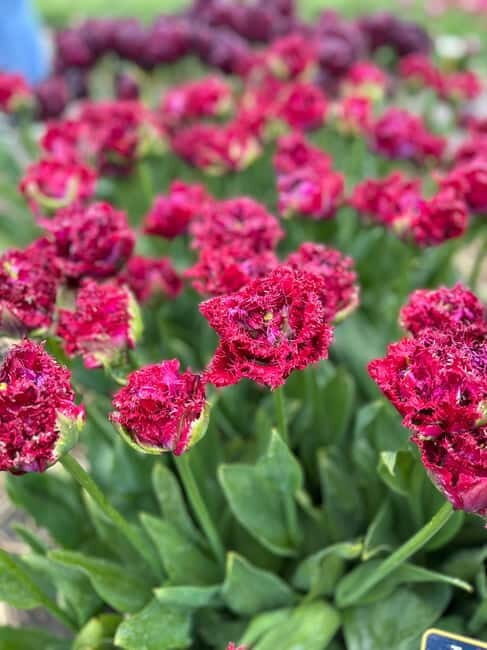 Amsterdam: Private Keukenhof and Free Tulip Tour - Price and Value: Is $659 Per Group Reasonable?