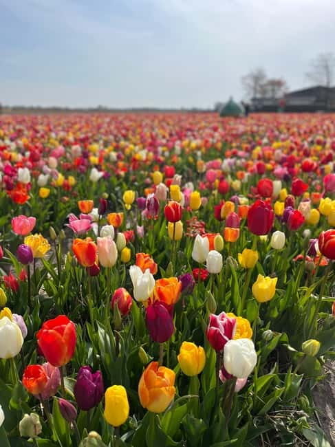Amsterdam: Private Keukenhof and Free Tulip Tour - FAQ