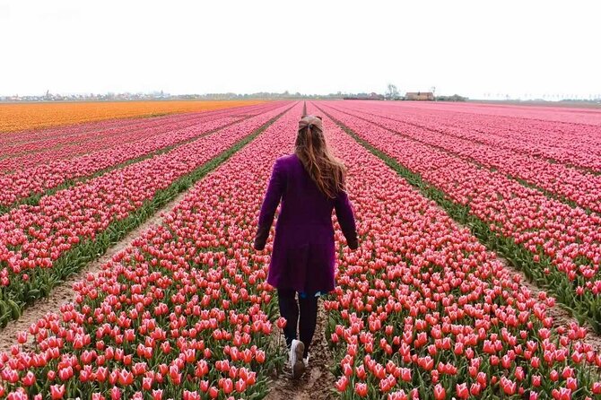 Amsterdam Private Tour to Keukenhof, Tulip Fields and Windmills - Key points worth knowing before you go