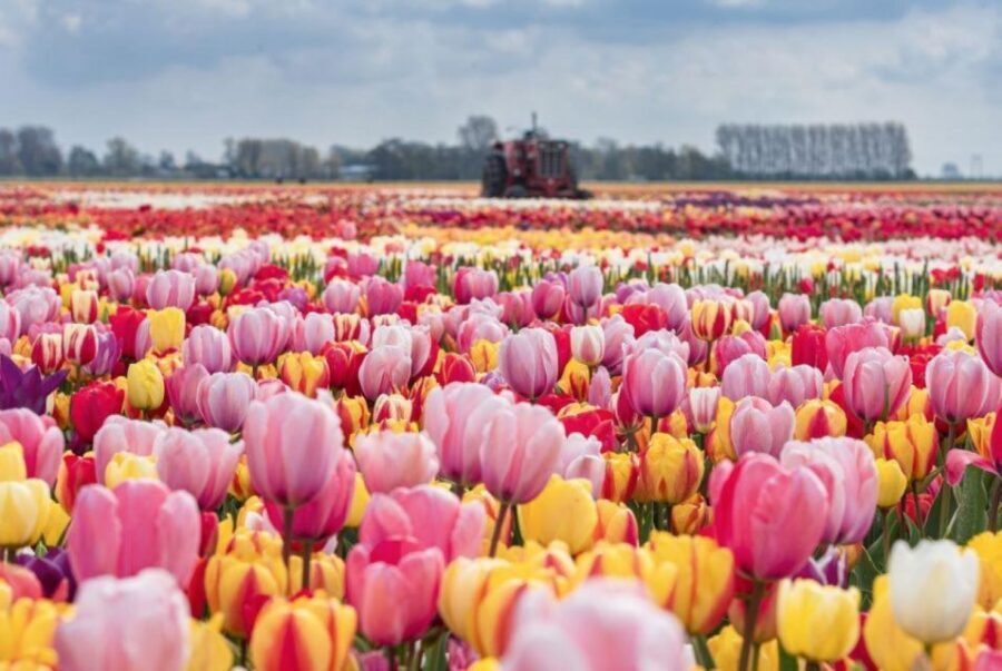 Amsterdam: Private tour Tulips, Keukenhof, Windmill & Cheese - Value for the Money: $506 Per Person and What You’re Actually Paying For