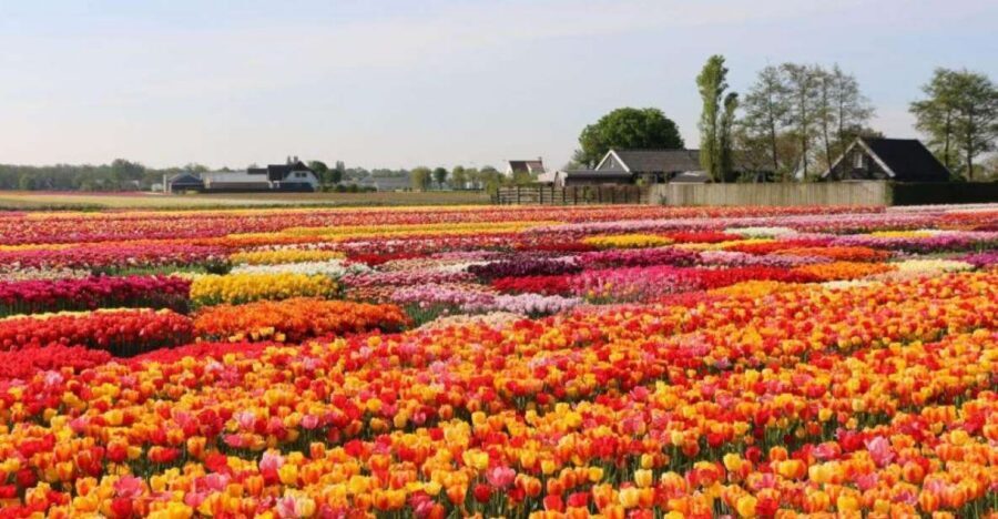 Amsterdam: Private tour Tulips, Keukenhof, Windmill & Cheese - Small Details That Make the Day Easier