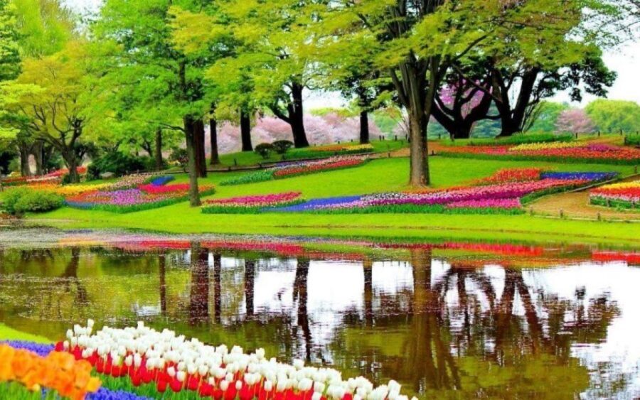 Amsterdam: Private tour Tulips, Keukenhof, Windmill & Cheese - Zaanse Schans Windmills: More Than a Photo Stop
