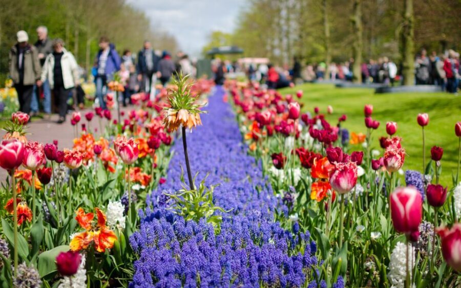 Amsterdam: Tour to Keukenhof Gardens with Windmill Cruise - Keukenhof Gardens: Explore at Your Pace, Not on a Rigid Schedule
