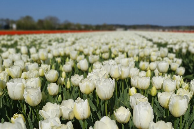 Amsterdam TulipFields of Holland Tour - Getting Out of Amsterdam: why the van beats the bus