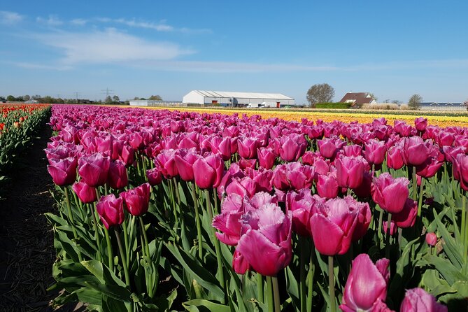 Amsterdam TulipFields of Holland Tour - Stop 1 in the Flower Bulb Region: field photos without the tourist crush