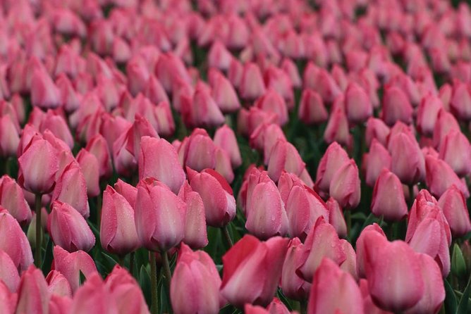 Amsterdam TulipFields of Holland Tour - Snacks, drinks, and the lunch question