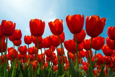 Amsterdam TulipFields of Holland Tour - The route adds Dutch countryside texture (including windmills)