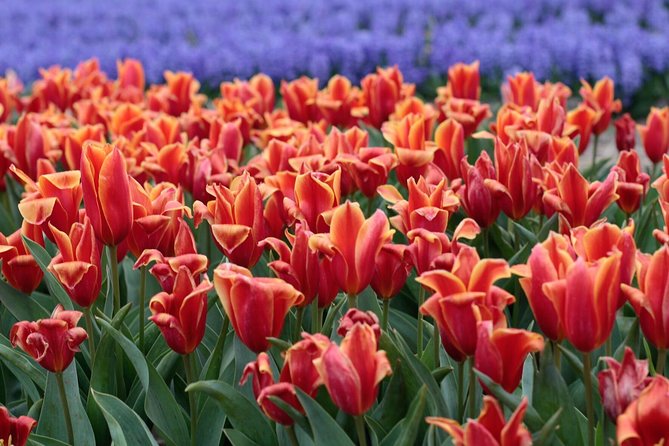 Amsterdam TulipFields of Holland Tour - Time and pace: a 4.5-hour tour that doesn’t feel rushed