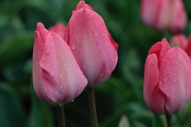Amsterdam TulipFields of Holland Tour - Group size and personal attention: the real value