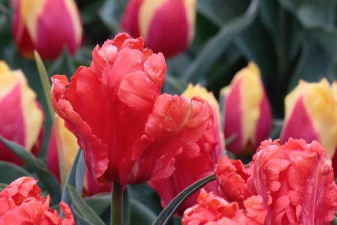 Amsterdam TulipFields of Holland Tour - Price and value: $216.26 for a small-group countryside day