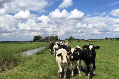 Amsterdam's Countryside Half-Day Bike Tour in Small Group - Polder farmland and the water story you can actually see