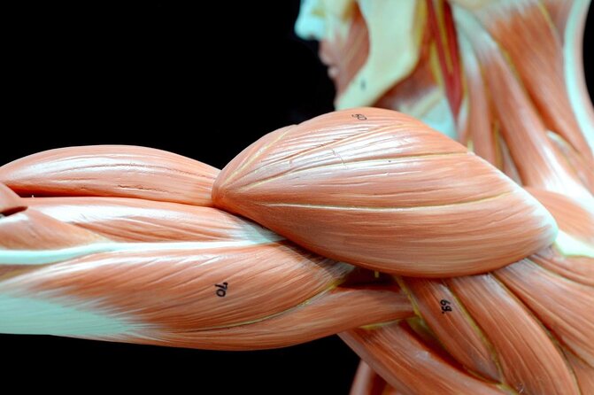 Body Worlds Amsterdam Admission Ticket - Key highlights to know before you go
