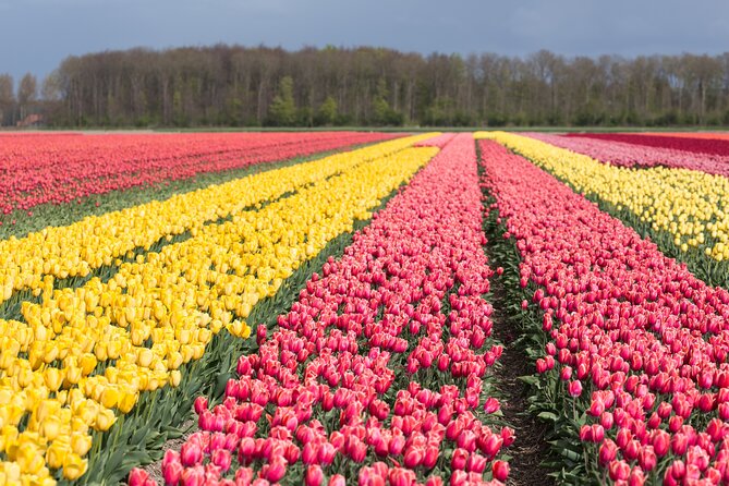 Day Trip to Famous Tulip Route in Noordoostpolder From Amsterdam - Key highlights you’ll care about before you go