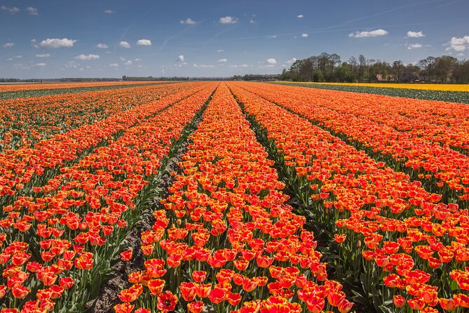 Day Trip to Famous Tulip Route in Noordoostpolder From Amsterdam - The Noordoostpolder Tulip Route: why this feels different