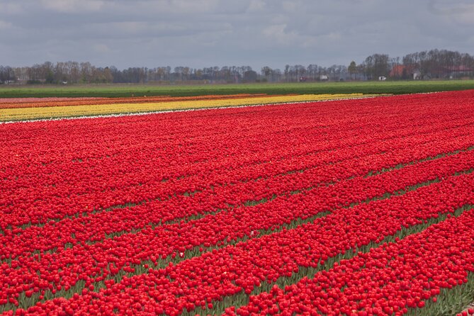 Day Trip to Famous Tulip Route in Noordoostpolder From Amsterdam - Logistics that actually matter: timing, start point, group size
