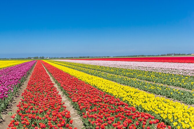 Day Trip to Famous Tulip Route in Noordoostpolder From Amsterdam - Price and value: what $153.69 buys you