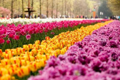 Day Trip to Keukenhof Gardens from Amsterdam with Tour Guide - Getting to Keukenhof: Coach Comfort, Timing, and Crowd Reality