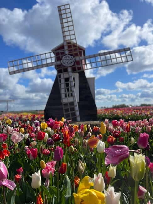 Dutch Countryside: , windmills, Villages, Cheese & Clogs - Katwoude cheese farm stop: cows, a milking robot, and tasting with context