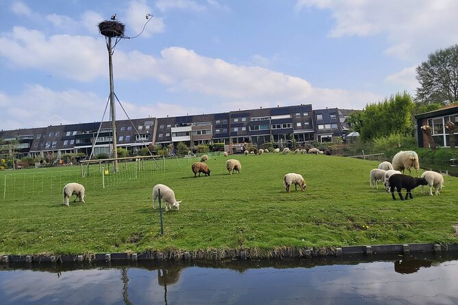 Dutch Windmills & Polder Walking Tour - Stop 5: Broekdijkmolen and the polder views you came for