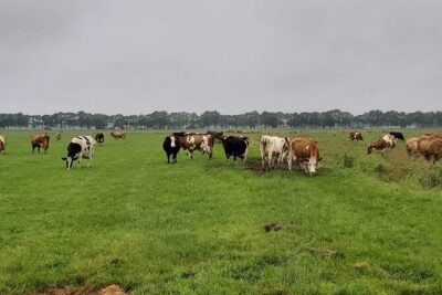 Dutch Windmills & Polder Walking Tour - Stop 1: Merenwijk windmills and the polder mindset