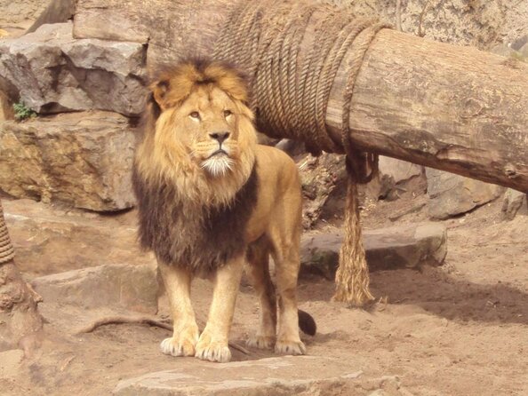 E-Bike Tour, Amsterdam's Highlights and Hidden Gems - Artis Zoo area and Entrepotdok: animal views if timing allows