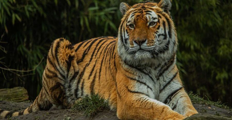 Eindhoven Zoo Entry Ticket - Key highlights you’ll care about
