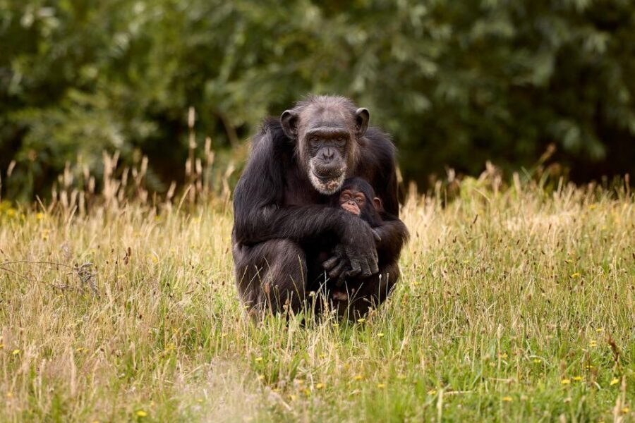 Eindhoven Zoo Entry Ticket - Chimpanzees, Red Panda, and Meerkats: Where the Zoo Gets Playful