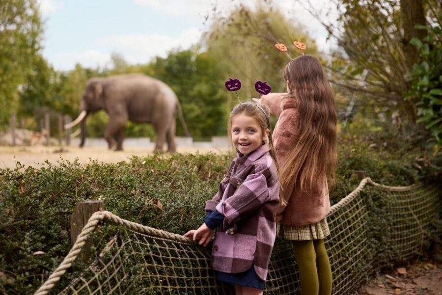 Eindhoven Zoo Entry Ticket - The 400+ Birds: Why This Park Feels Different Than Most